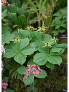 Farkasszőlő / PARIS quadrifolia 