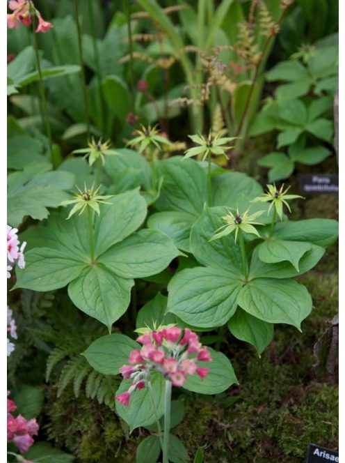 Farkasszőlő / PARIS quadrifolia 