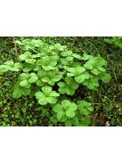 Farkasszőlő / PARIS quadrifolia 