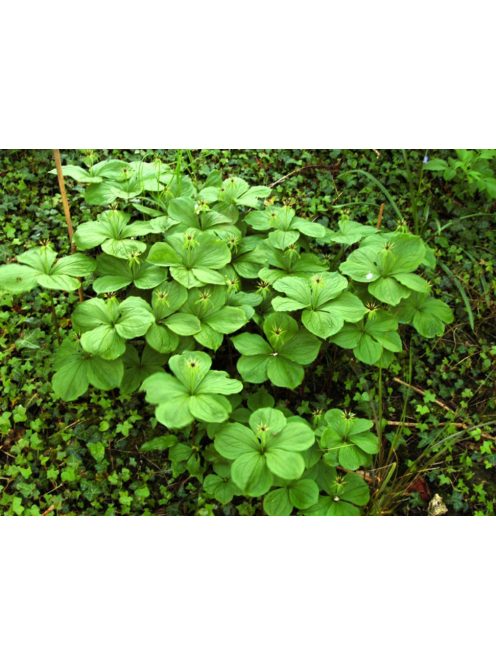 Farkasszőlő / PARIS quadrifolia 