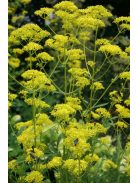Aranycsipke / PATRINIA scabiosifolia 