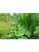Pajzslevél / PELTIPHYLLUM peltatum 
