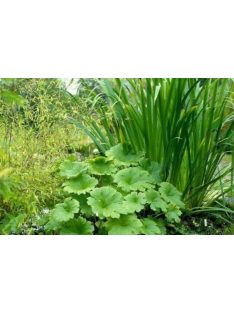 Pajzslevél / PELTIPHYLLUM peltatum 
