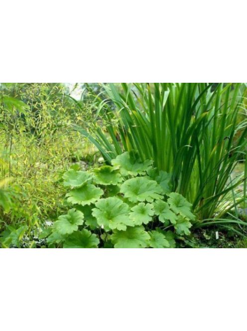 Pajzslevél / PELTIPHYLLUM peltatum 