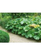 Pajzslevél / PELTIPHYLLUM peltatum 