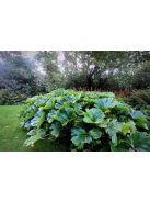 Pajzslevél / PELTIPHYLLUM peltatum 