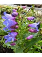 Szakállas bugatölcsér / PENSTEMON barbatus f. nanus 'Pinacolada Blue Shades'