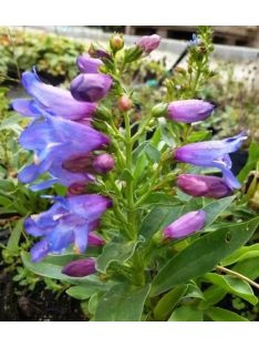   Szakállas bugatölcsér / PENSTEMON barbatus f. nanus 'Pinacolada Blue Shades'
