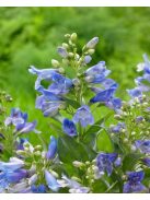 Szakállas bugatölcsér / PENSTEMON barbatus f. nanus 'Pinacolada Blue Shades'