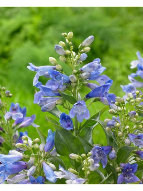 Szakállas bugatölcsér / PENSTEMON barbatus f. nanus 'Pinacolada Blue Shades'