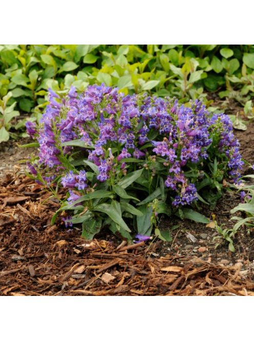 Szakállas bugatölcsér / PENSTEMON barbatus f. nanus 'Pinacolada Blue Shades'