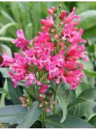 Szakállas bugatölcsér / PENSTEMON barbatus f. nanus 'Pinacolada Dark Rose Shades'