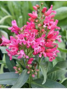   Szakállas bugatölcsér / PENSTEMON barbatus f. nanus 'Pinacolada Dark Rose Shades'