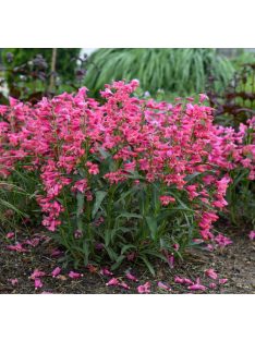   Szakállas bugatölcsér / PENSTEMON barbatus f. nanus 'Pinacolada Dark Rose Shades'