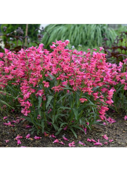 Szakállas bugatölcsér / PENSTEMON barbatus f. nanus 'Pinacolada Dark Rose Shades'