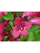 Szakállas bugatölcsér / PENSTEMON barbatus f. nanus 'Pinacolada Dark Rose Shades'