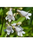 Szakállas bugatölcsér / PENSTEMON barbatus f. nanus 'Pinacolada White Shades'