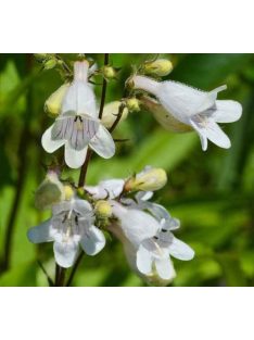   Szakállas bugatölcsér / PENSTEMON barbatus f. nanus 'Pinacolada White Shades'