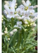 Szakállas bugatölcsér / PENSTEMON barbatus f. nanus 'Pinacolada White Shades'