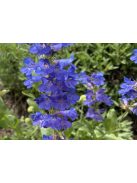 Bugatölcsér / PENSTEMON cyananthus 