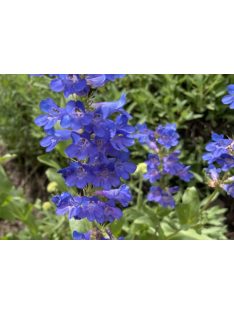 Bugatölcsér / PENSTEMON cyananthus 