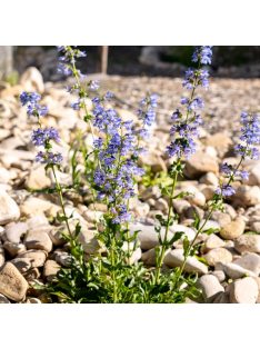 Bugatölcsér / PENSTEMON cyananthus 