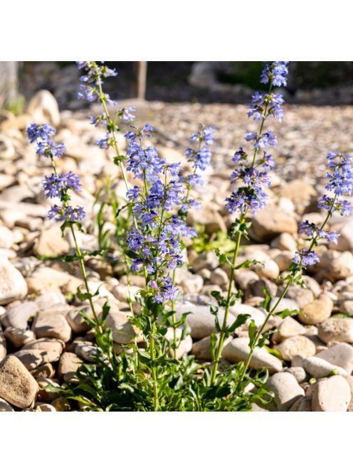 Bugatölcsér / PENSTEMON cyananthus 