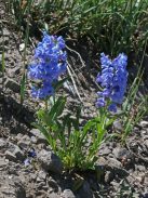 Bugatölcsér / PENSTEMON cyananthus 