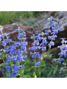 Bugatölcsér / PENSTEMON cyananthus 