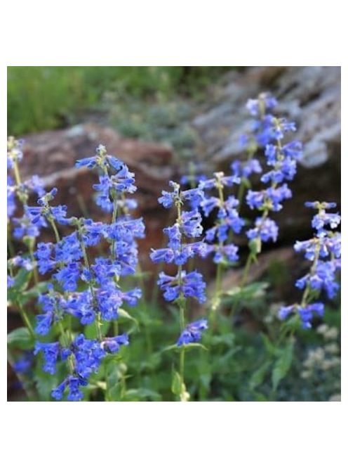 Bugatölcsér / PENSTEMON cyananthus 