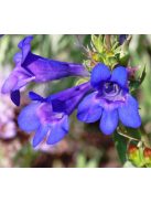 Bugatölcsér / PENSTEMON cyananthus 