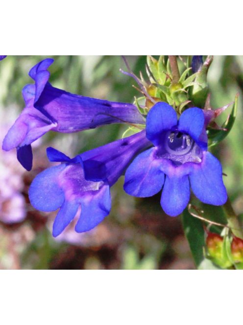 Bugatölcsér / PENSTEMON cyananthus 