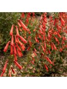 Bugatölcsér / PENSTEMON eatonii 