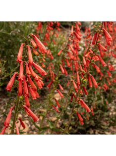 Bugatölcsér / PENSTEMON eatonii 