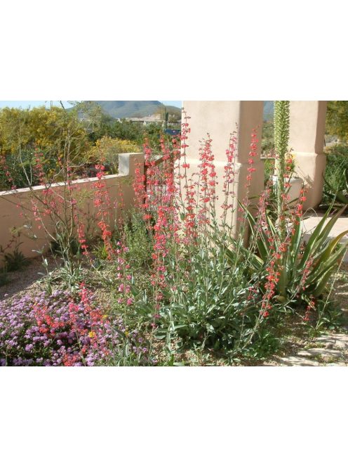 Bugatölcsér / PENSTEMON eatonii 