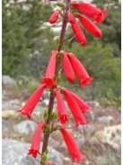Bugatölcsér / PENSTEMON eatonii 