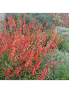 Bugatölcsér / PENSTEMON eatonii 