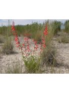 Bugatölcsér / PENSTEMON eatonii 