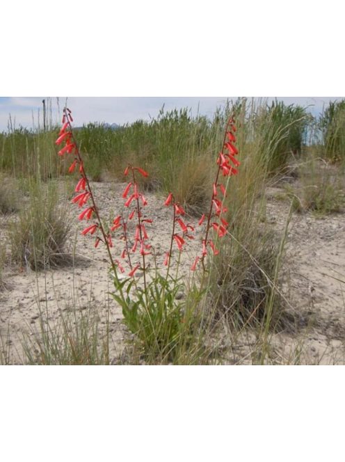 Bugatölcsér / PENSTEMON eatonii 
