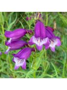 Mexikói bugatölcsér / PENSTEMON x mexicale 'Sunburst Amethyst'