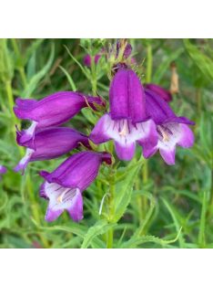   Mexikói bugatölcsér / PENSTEMON x mexicale 'Sunburst Amethyst'