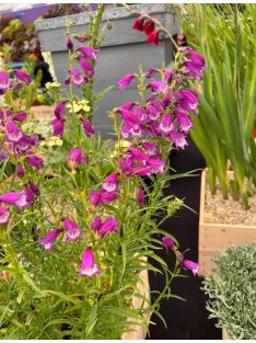   Mexikói bugatölcsér / PENSTEMON x mexicale 'Sunburst Amethyst'