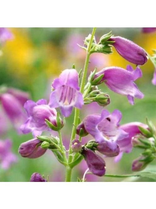 Mexikói bugatölcsér / PENSTEMON x mexicale 'Sunburst Amethyst'
