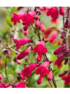 Mexikói bugatölcsér / PENSTEMON x mexicale 'Sunburst Ruby'