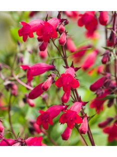   Mexikói bugatölcsér / PENSTEMON x mexicale 'Sunburst Ruby'