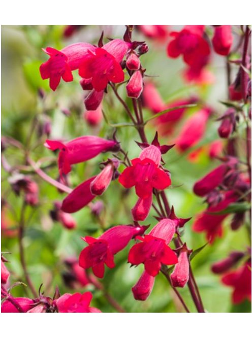 Mexikói bugatölcsér / PENSTEMON x mexicale 'Sunburst Ruby'