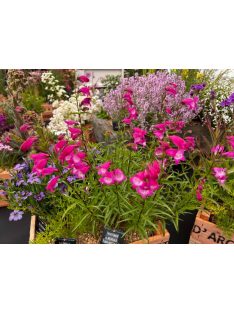   Mexikói bugatölcsér / PENSTEMON x mexicale 'Sunburst Ruby'