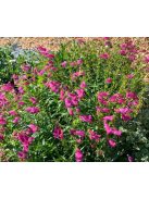 Mexikói bugatölcsér / PENSTEMON x mexicale 'Sunburst Ruby'