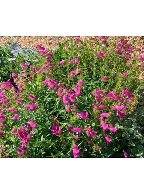 Mexikói bugatölcsér / PENSTEMON x mexicale 'Sunburst Ruby'