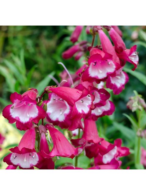 Mexikói bugatölcsér / PENSTEMON x mexicale 'Sunburst Ruby'